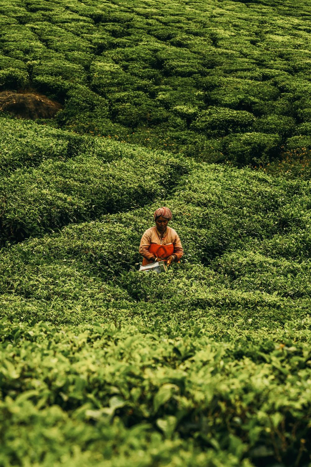 A tea picker hand-plucking fresh leaves in an Indian tea garden.