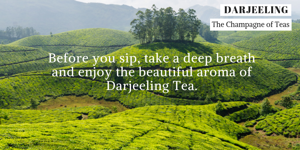 Darjeeling & Assam Tea Gift Bag